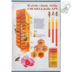 Apri scheda prodotto: Carta murale/poster `il ciclo vitale della colonia delle api`